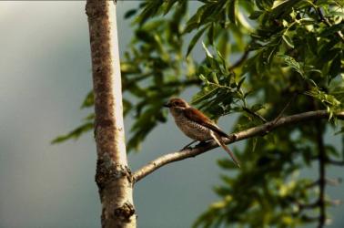 Oiseau Oiseau